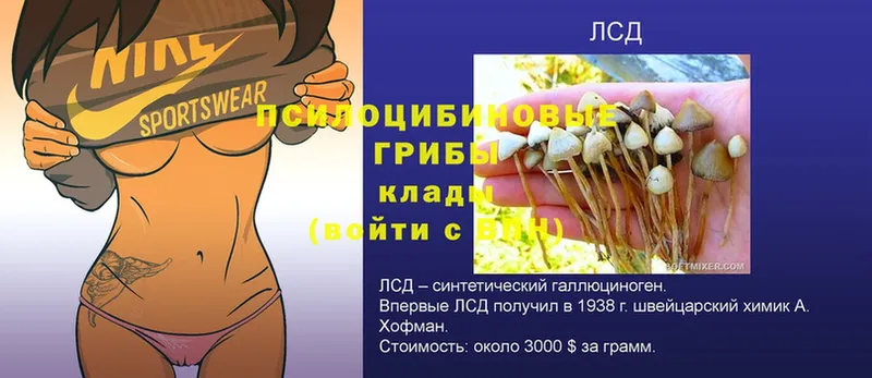 Галлюциногенные грибы Psilocybe  Дальнегорск 